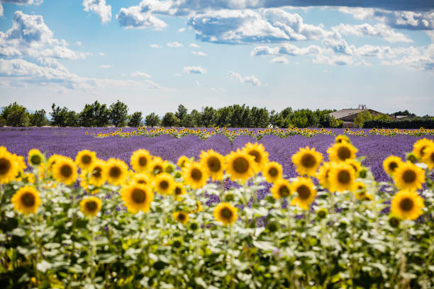 słoneczniki między polami lawendy - lavender lavender coloured flower herb zdjęcia i obrazy z banku zdjęć