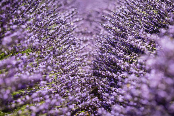 pola lawendy - lavender lavender coloured flower herb zdjęcia i obrazy z banku zdjęć