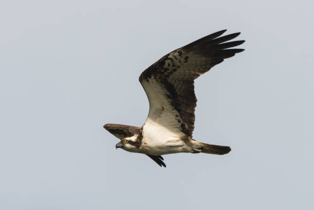 istock Osprey Hunting Pandion haliaetus 902677958