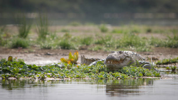 Crocodile in Chitwan NP, Nepal Crocodile on water edge chitwan national park photos stock pictures, royalty-free photos & images