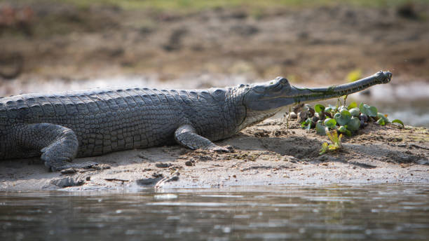 krokodil im chitwan np, nepal - chitwan stock-fotos und bilder