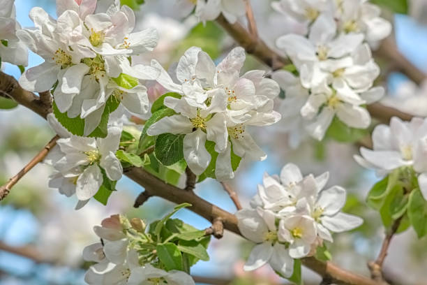istock Flowering branches of apple-tree in a spring orchard, macro 902687052