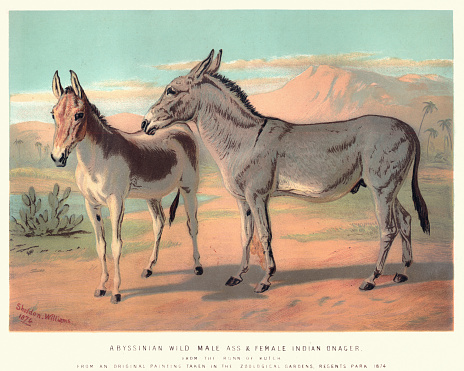 Vintage engraving of a Abyssinian Wild Ass and Indian Onager, 19th Century