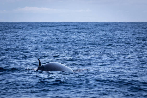 brydes baleine, balaenoptera brydei, montrant sa nageoire dorsale dans l’océan atlantique près de gran canaria. - nautical vessel journey diving flipper photos et images de collection