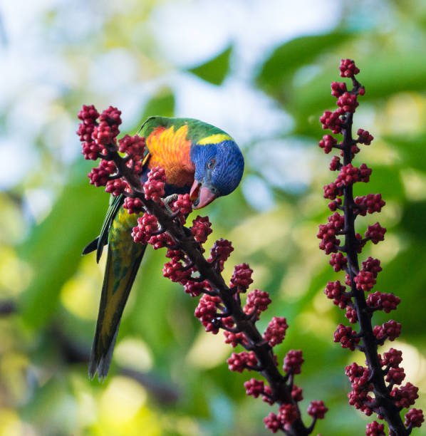 istock Rainbow Lorikeet Eating Berries from Queensland Umbrella Tree 902693594