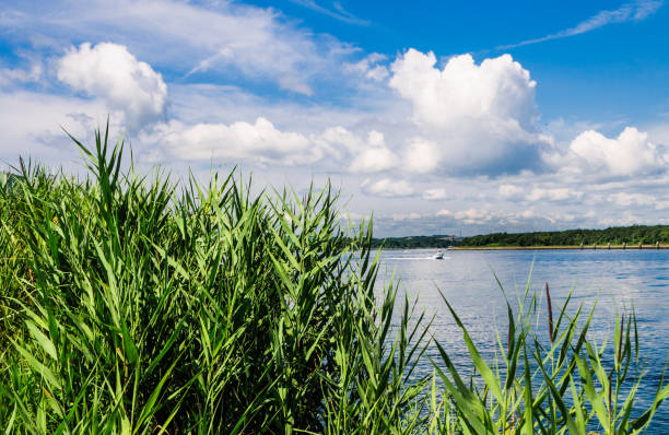 A small power boat is framed by reeds growing along the shores of the Cape Cod Canal in Sandwich, Massachusetts.  The Sagamore Bridge can be seen in the background.