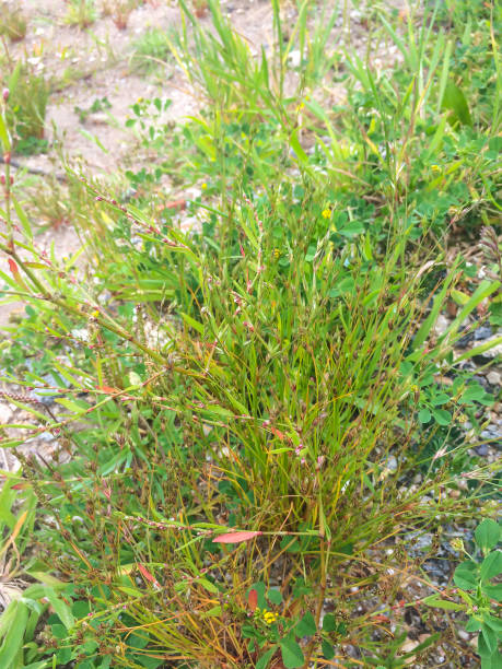 istock Knotgrass, knotweed, birdweed, pigweed or centinodia 902694128