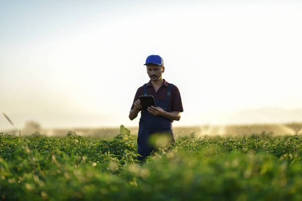 istock Technology is key to increasing agriculture productivity 902699564