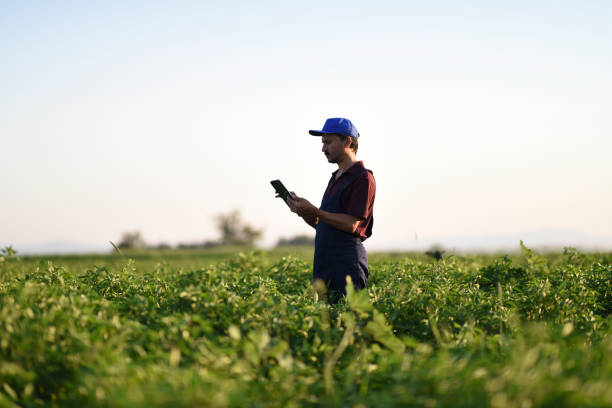 istock Technology is key to increasing agriculture productivity 902702528