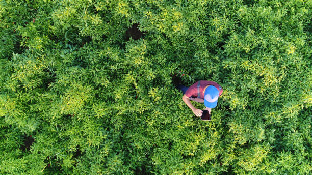 Aerial view of male farmer with digital tablet computer