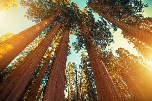 Photo of Giant Sequoias Redwood