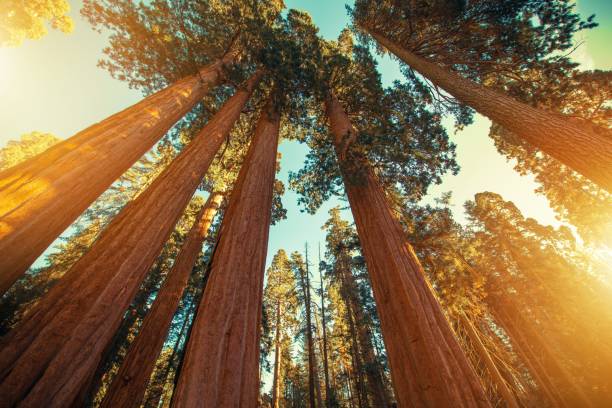 sequoias gigantes redwood - ancient tree usa california - fotografias e filmes do acervo