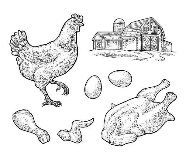 Vector illustration of Set chicken. Whole hat, leg, wing, egg and farm. Vintage engraving