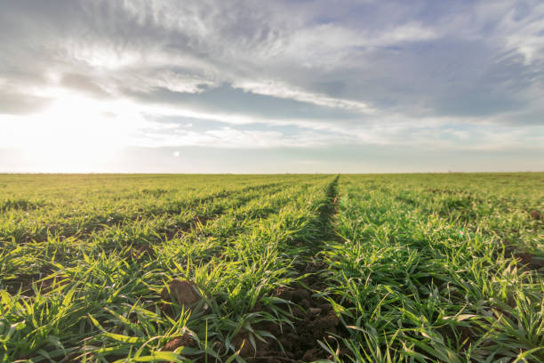 istock Wheat seedlings growing in a field. Young green wheat growing in soil. 902706422