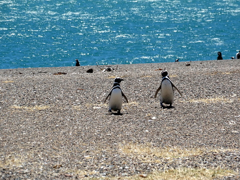 Patagonia - Chile & Argentina - Penguins