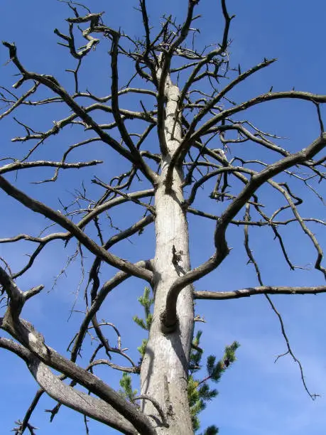dry tree on background blue sky
