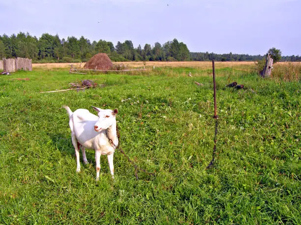 blanching nanny goat on green field