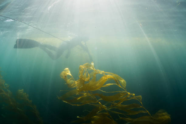 istock Diving down looking for fish in the Pacific Ocean 902709372