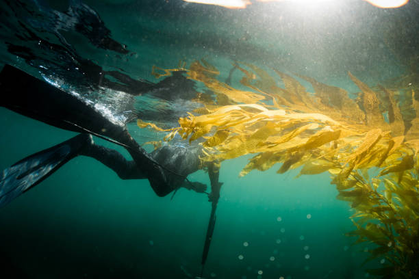 istock Diving down looking for fish in the Pacific Ocean 902709380