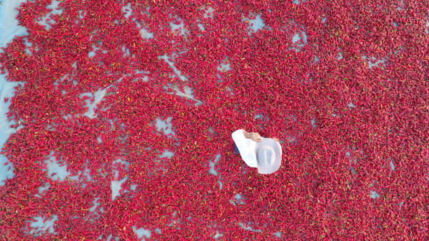 aerail view of hot red peppers being sun dried with farmer - birds eye chilli imagens e fotografias de stock