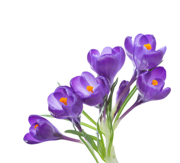 istock Flowers of crocus isolated on white background. 902712892