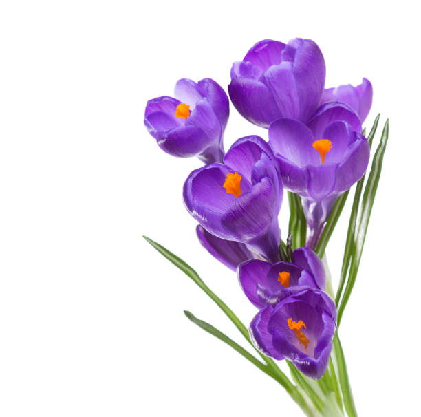 istock Flowers of crocus isolated on white background. 902712894