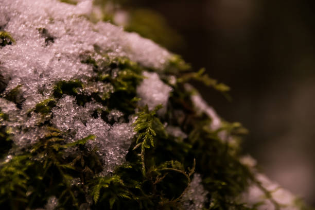 Snow. Moss. Seasons. British Columbia. Forest.