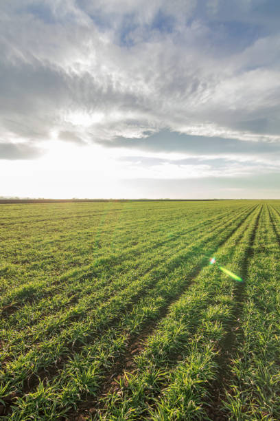 istock Wheat seedlings growing in a field. Young green wheat growing in soil. 902715464