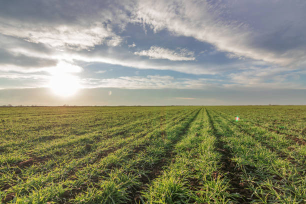 istock Wheat seedlings growing in a field. Young green wheat growing in soil. 902716098