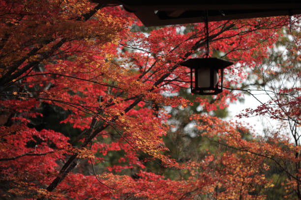 istock Lantern against autumn foliage in Kyoto 902716480