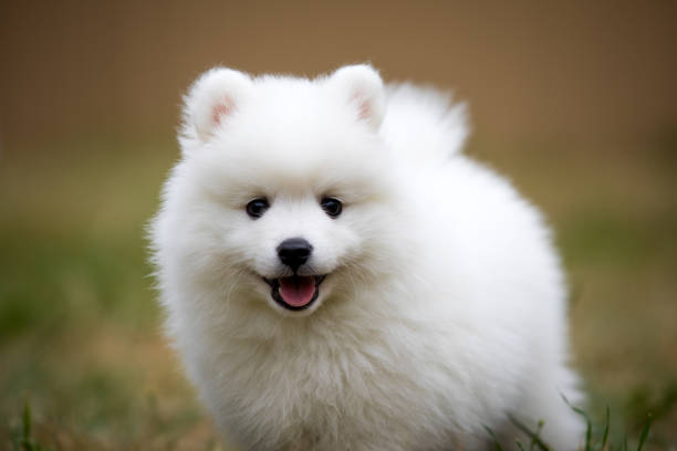 Japanese Spitz Puppy Closeup Stock Photo - Download Image Now