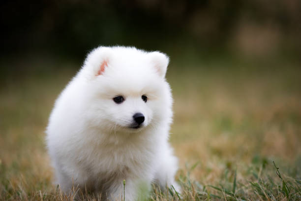 istock Japanese Spitz Puppy 902719834