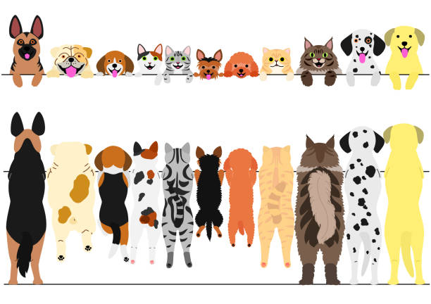 서 있는 개 및 고양이 앞면과 뒷면 테두리 설정 - 고립 색상 일러스트 stock illustrations