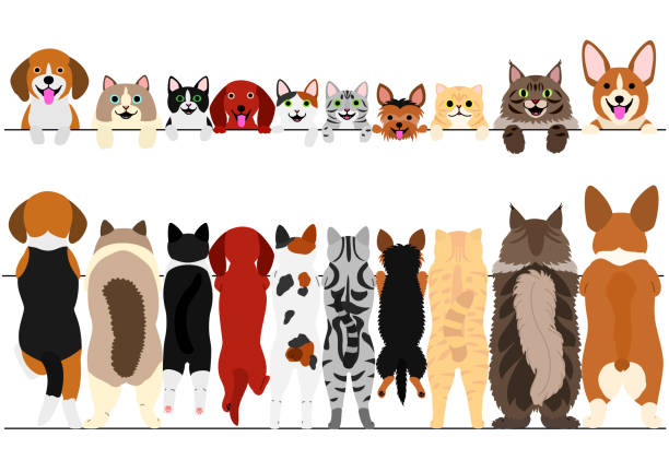 standing small dogs and cats front and back border set standing small dogs and cats front and back border set. tortoiseshell cat stock illustrations