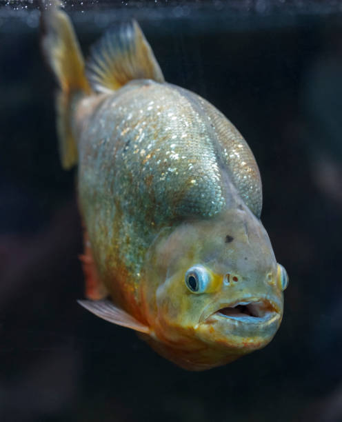 Piranha Fish head-on. Frontal view of a live piranha fish. orange piranha stock pictures, royalty-free photos & images