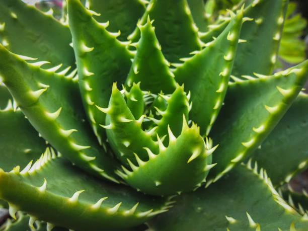istock cactus plant closeup - succulent plant macro 902722670