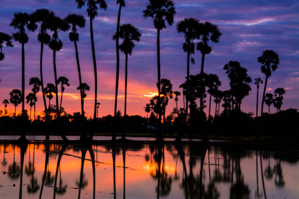 istock landscape of sugar palm tree in Thailand . 902725000