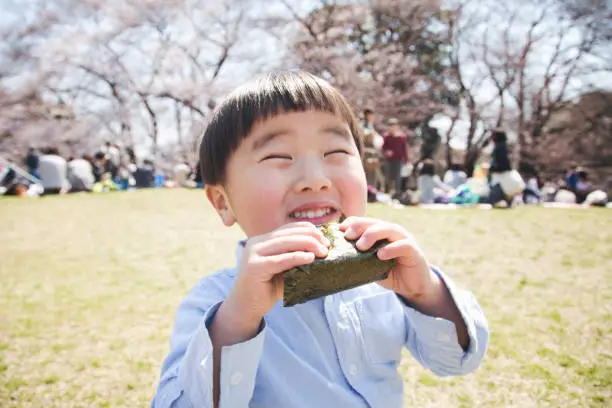 Japanese boy eating a onigiri while doing hanami (enjoying cherry blossoms) in spring.