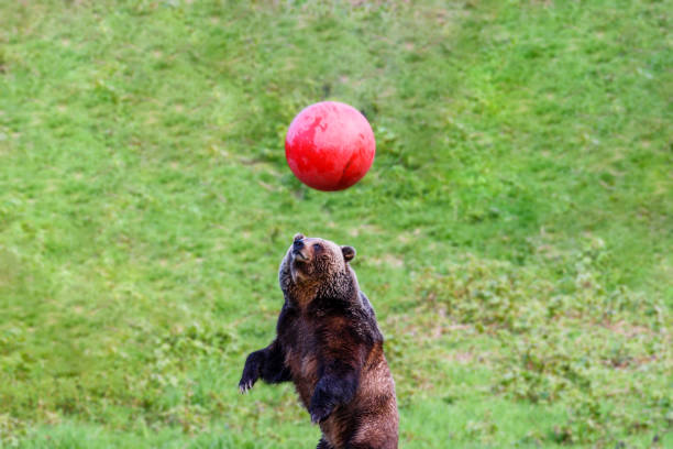 istock Animal, brown bear, fun playing with a big red ball 902731464