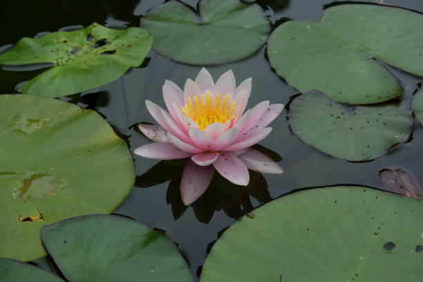 istock Water lily, tropical plant, Yalta, Crimea 902734434