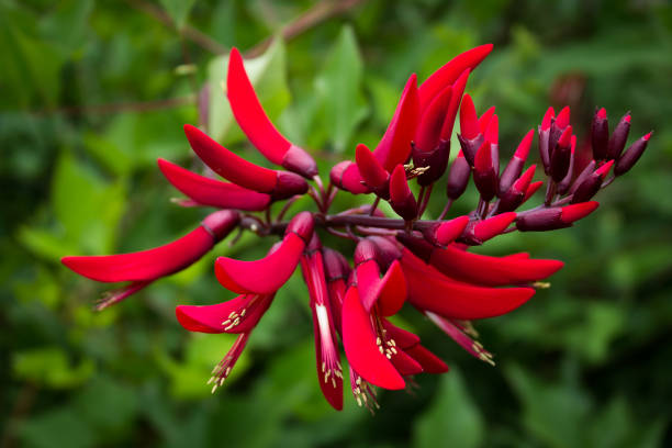 istock beautiful red flower, Coral Erythrina 902740254