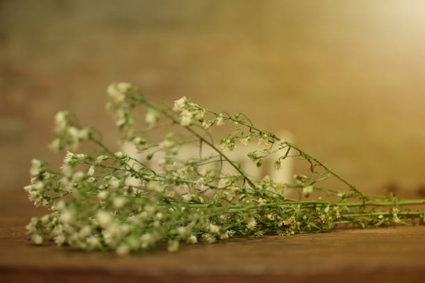 istock dry flower on wooden table 902740386