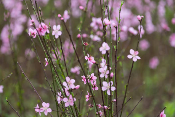 istock Blooming peach blossom twig in spring 902740770