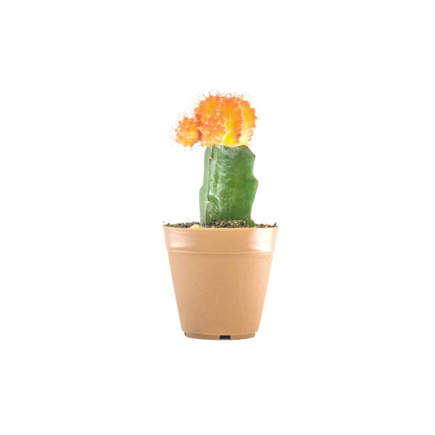 istock Closeup beautiful fresh cactus in brown plastic pot for decorate isolated on white background 902743536