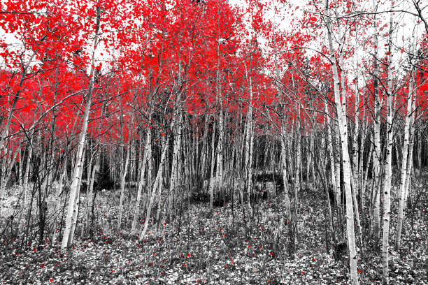 istock Red leaves on fall trees in a black and white forest 902745872