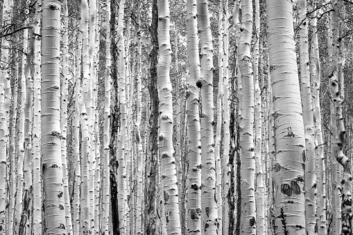 Black and white aspen trees make a natural background texture pattern in Colorado mountain forest landscape scene