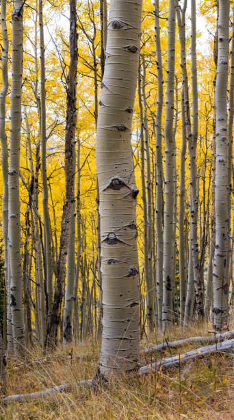 istock Aspen tree trunk with vertical closeup of white textured bark 902745962