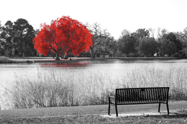 istock Red tree in black and white landscape scene with an empty park bench 902745968