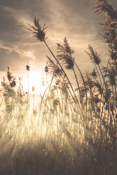 istock Las Vegas Wetlands 902752958