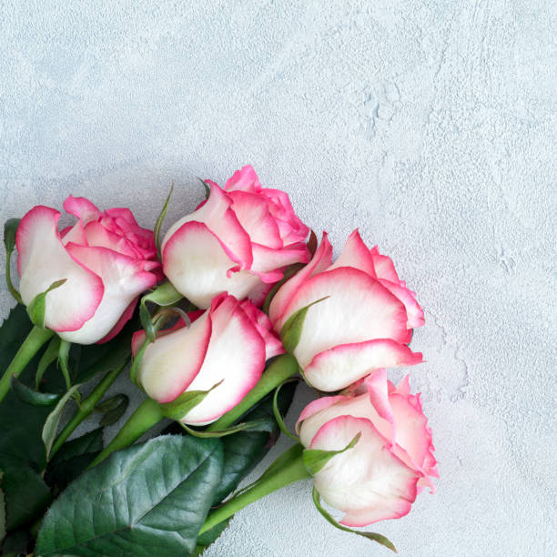 istock Pink roses on bright blue concrete background 902757818